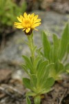 Lyall's Goldenweed