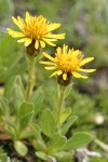 Lyall's Goldenweed