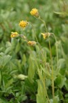 Nodding Arnica