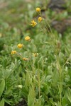 Nodding Arnica