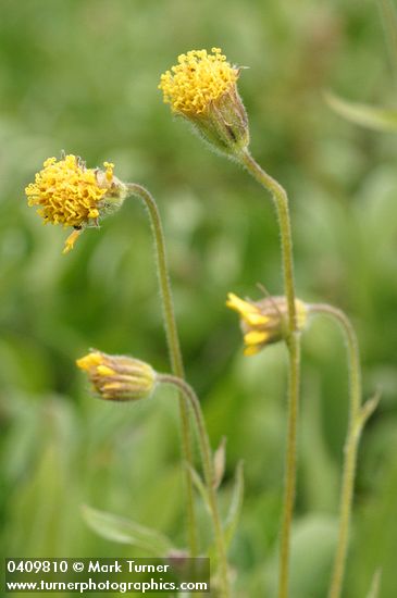 Arnica parryi