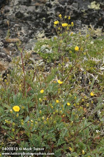 Potentilla diversifolia