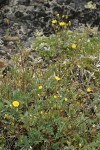 Mountain Meadow Cinquefoil