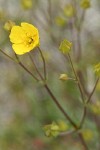 Mountain Meadow Cinquefoil blossom