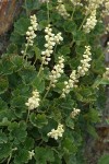 Yellow Coralbells