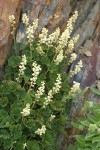 Yellow Coralbells