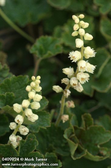 Elmera racemosa