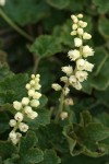 Yellow Coralbells blossoms & foliage detail