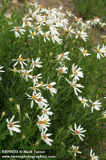 Eucephalus paucicapitatus (Aster paucicapitatus)