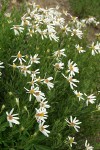 Olympic Aster