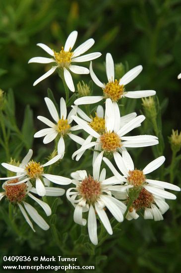 Eucephalus paucicapitatus (Aster paucicapitatus)