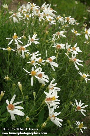 Eucephalus paucicapitatus (Aster paucicapitatus)