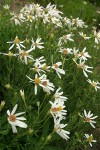 Olympic Asters