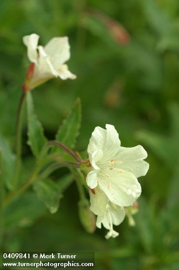 Epilobium luteum