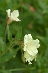 Yellow Fireweed blossoms & foliage detail