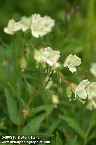 Epilobium luteum