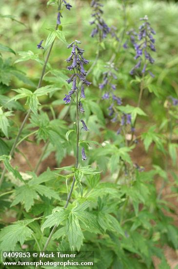 Delphinium glaucum