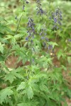 Tower Delphinium