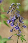 Tower Delphinium blossoms detail