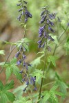 Tower Delphinium blossoms & foliage