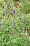 Tower Delphinium