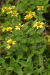 Clasping Arnica