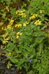 Clasping Arnica