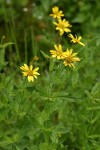 Clasping Arnica