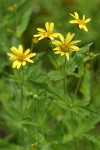 Clasping Arnica