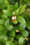 Eastern Teaberry 