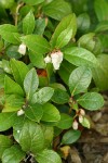 Eastern Teaberry 