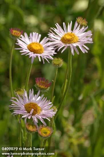 Erigeron aliceae