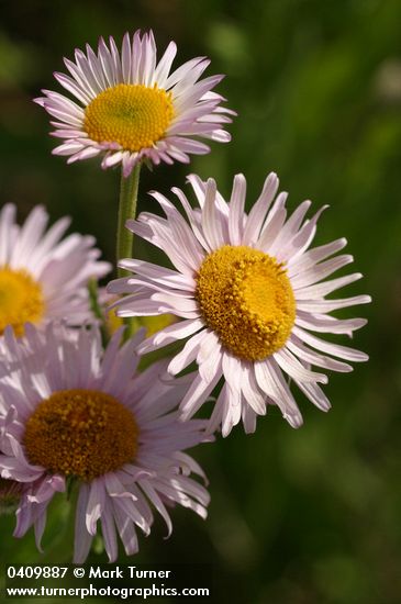 Erigeron aliceae