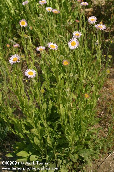 Erigeron aliceae