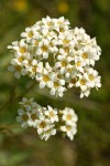 Mountain Boykinia blossoms detail