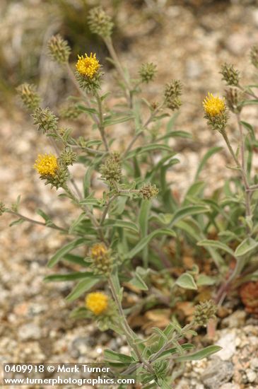 Machaeranthera canescens ssp. canescens var. shastensis