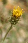 Shasta Tansyaster blossom detail