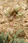 Oneseed Pussypaws blossoms & foliage detail