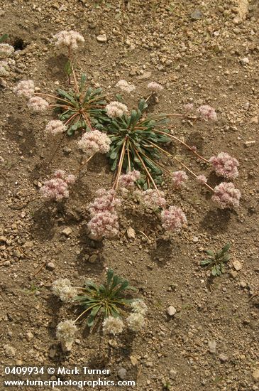 Cistanthe monosperma