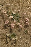 Oneseed Pussypaws
