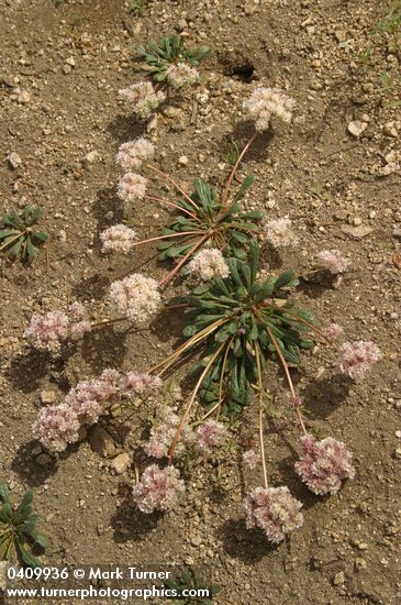 Cistanthe monosperma