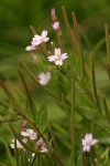 Alpine Brook Willow Herb blossoms & immature fruit