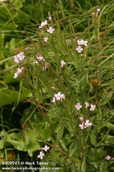 Epilobium hornemannii ssp. hornemannii