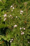 Alpine Brook Willow Herb