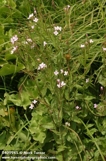 Epilobium hornemannii ssp. hornemannii