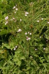 Alpine Brook Willow Herb