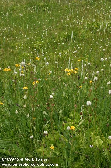 Platanthera dilatata var. dilatata; Polygonum bistortoides; Arnica latifolia