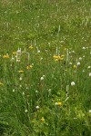 Subalpine wet meadow w/ White Bog Orchids, American Bistort, Mountain Arnica