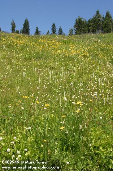 Platanthera dilatata var. dilatata; Polygonum bistortoides; Arnica latifolia