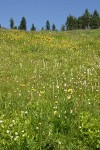 Subalpine wet meadow w/ White Bog Orchids, American Bistort, Mountain Arnica under blue sky